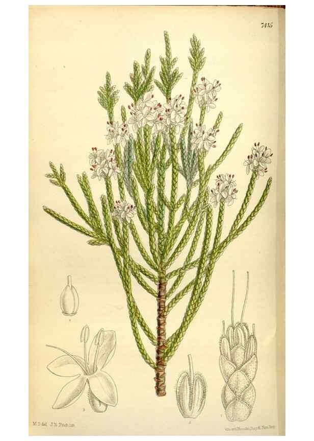 Reproducción/Reproduction 35398850616: Curtis's botanical magazine.. London ; New York [etc.] :Academic Press [etc.]