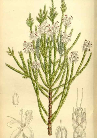 Reproducción/Reproduction 35398850616: Curtis's botanical magazine.. London ; New York [etc.] :Academic Press [etc.]