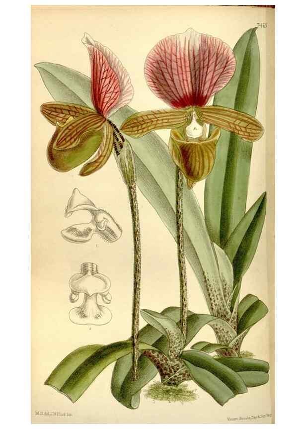 Reproducción/Reproduction 34596789944: Curtis's botanical magazine.. London ; New York [etc.] :Academic Press [etc.]
