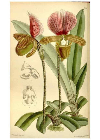 Reproducción/Reproduction 34596789944: Curtis's botanical magazine.. London ; New York [etc.] :Academic Press [etc.]