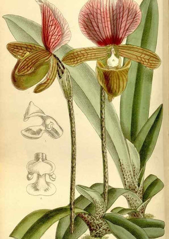 Reproducción/Reproduction 34596789944: Curtis's botanical magazine.. London ; New York [etc.] :Academic Press [etc.]