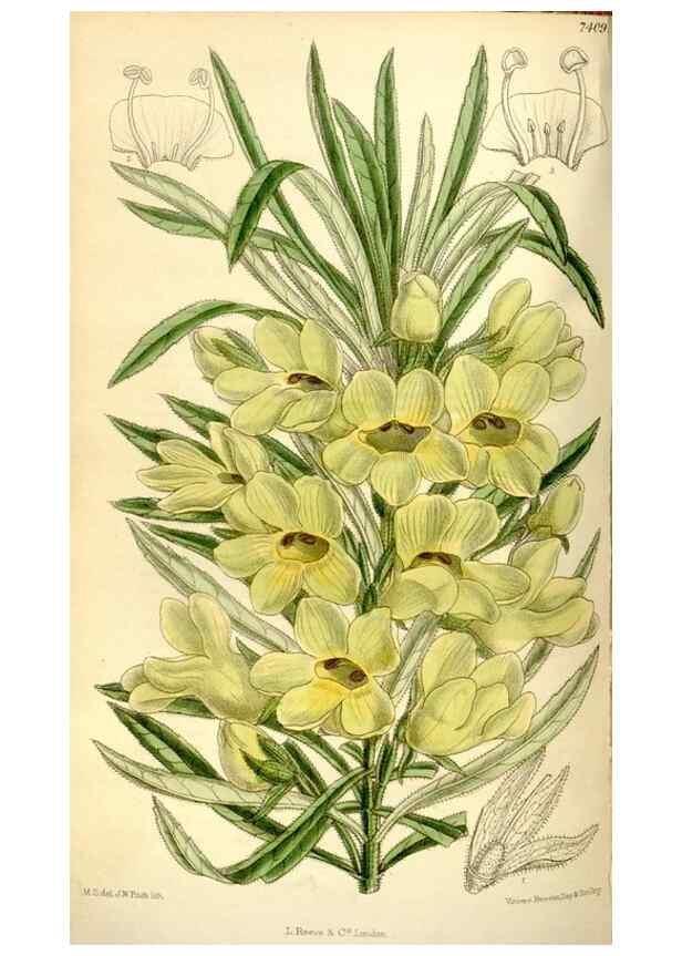 Reproducción/Reproduction 35271930072: Curtis's botanical magazine.. London ; New York [etc.] :Academic Press [etc.]