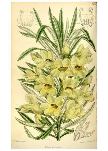 Reproducción/Reproduction 35271930072: Curtis's botanical magazine.. London ; New York [etc.] :Academic Press [etc.]