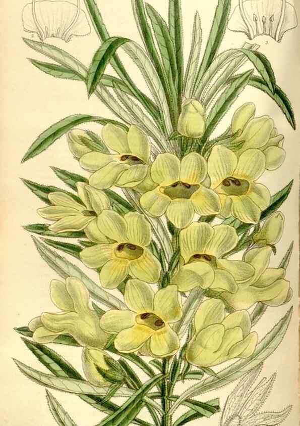 Reproducción/Reproduction 35271930072: Curtis's botanical magazine.. London ; New York [etc.] :Academic Press [etc.]