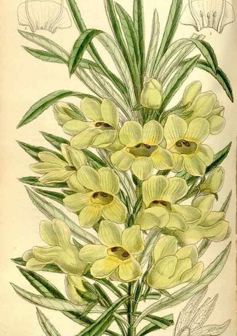 Reproducción/Reproduction 35271930072: Curtis's botanical magazine.. London ; New York [etc.] :Academic Press [etc.]