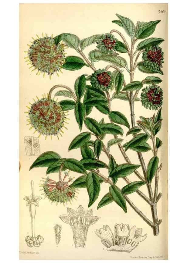 Reproducción/Reproduction 35051443770: Curtis's botanical magazine.. London ; New York [etc.] :Academic Press [etc.]