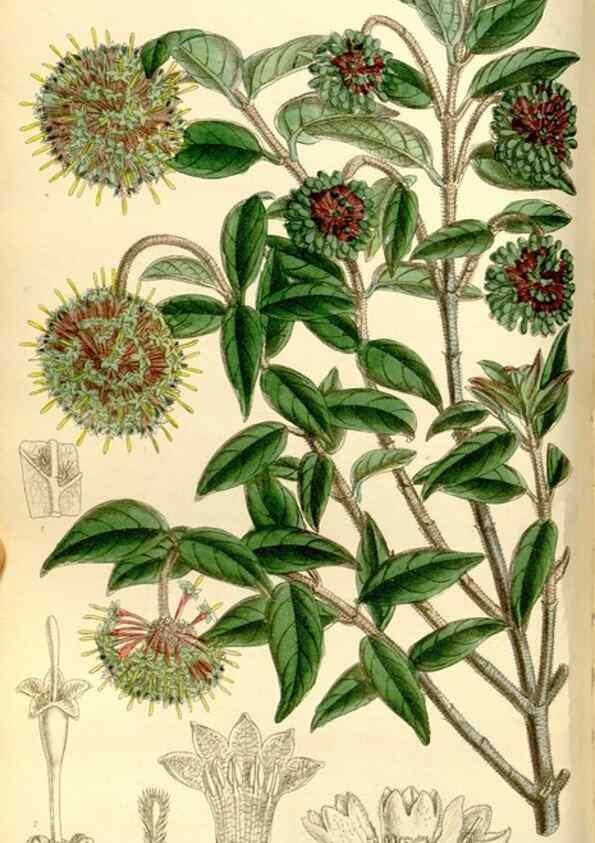 Reproducción/Reproduction 35051443770: Curtis's botanical magazine.. London ; New York [etc.] :Academic Press [etc.]
