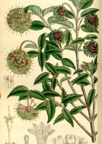 Reproducción/Reproduction 35051443770: Curtis's botanical magazine.. London ; New York [etc.] :Academic Press [etc.]