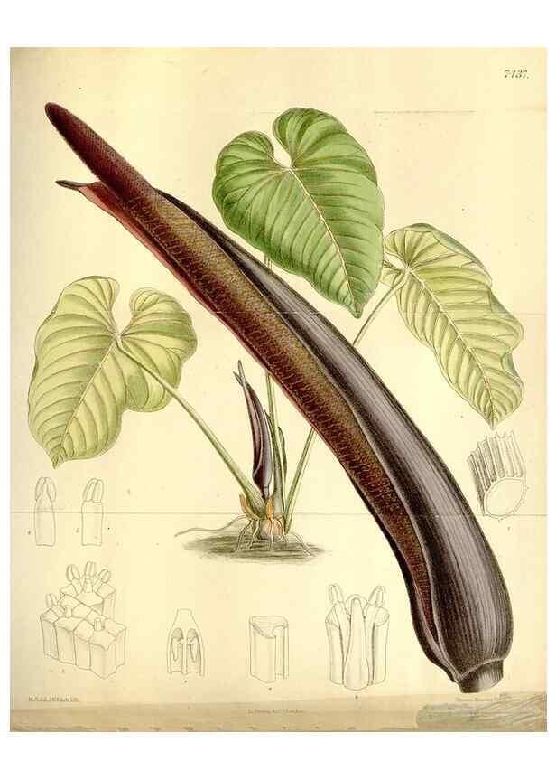 Reproducción/Reproduction 34628772373: Curtis's botanical magazine.. London ; New York [etc.] :Academic Press [etc.]
