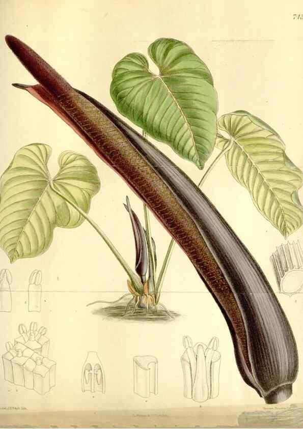 Reproducción/Reproduction 34628772373: Curtis's botanical magazine.. London ; New York [etc.] :Academic Press [etc.]