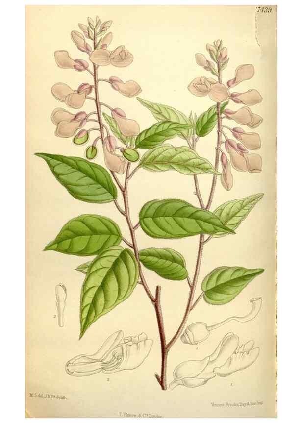 Reproducción/Reproduction 35438538745: Curtis's botanical magazine.. London ; New York [etc.] :Academic Press [etc.]