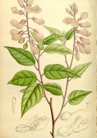 Reproducción/Reproduction 35438538745: Curtis's botanical magazine.. London ; New York [etc.] :Academic Press [etc.]