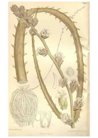 Reproducción/Reproduction 35051670170: Curtis's botanical magazine.. London ; New York [etc.] :Academic Press [etc.]