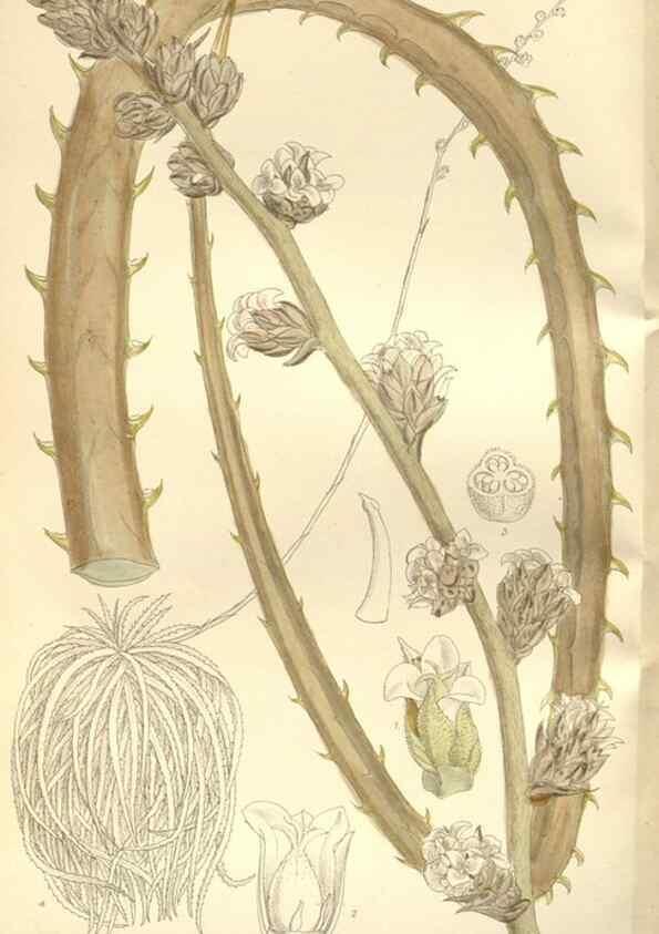 Reproducción/Reproduction 35051670170: Curtis's botanical magazine.. London ; New York [etc.] :Academic Press [etc.]