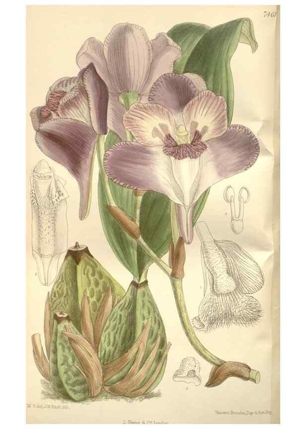 Reproducción/Reproduction 35309033701: Curtis's botanical magazine.. London ; New York [etc.] :Academic Press [etc.]