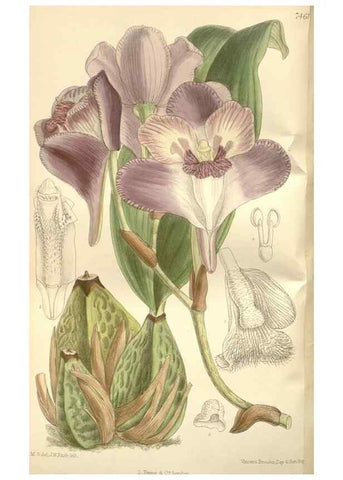 Reproducción/Reproduction 35309033701: Curtis's botanical magazine.. London ; New York [etc.] :Academic Press [etc.]