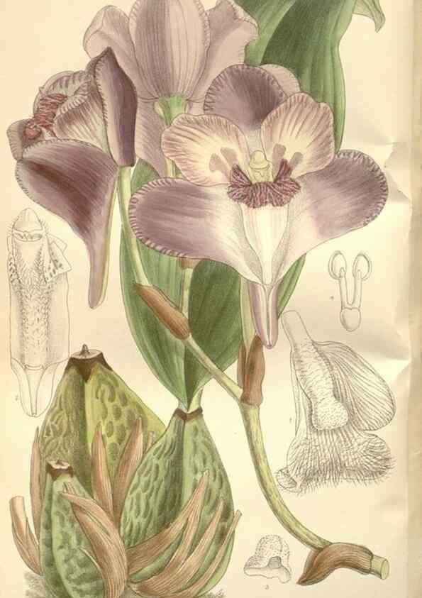 Reproducción/Reproduction 35309033701: Curtis's botanical magazine.. London ; New York [etc.] :Academic Press [etc.]