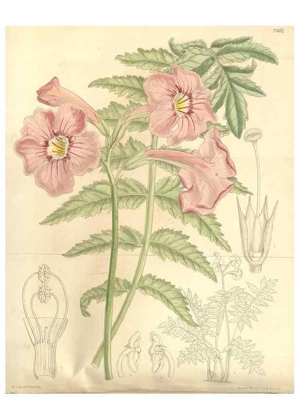 Reproducción/Reproduction 35399025126: Curtis's botanical magazine.. London ; New York [etc.] :Academic Press [etc.]