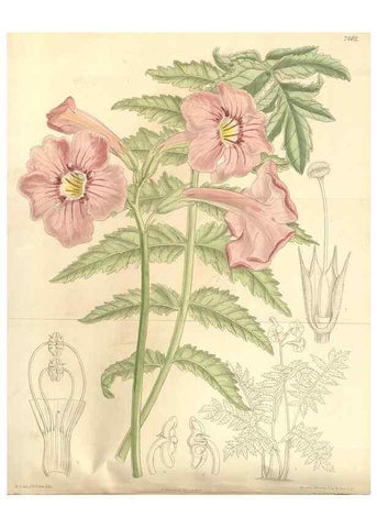 Reproducción/Reproduction 35399025126: Curtis's botanical magazine.. London ; New York [etc.] :Academic Press [etc.]
