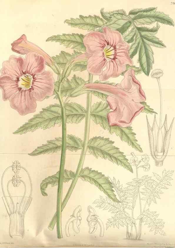 Reproducción/Reproduction 35399025126: Curtis's botanical magazine.. London ; New York [etc.] :Academic Press [etc.]