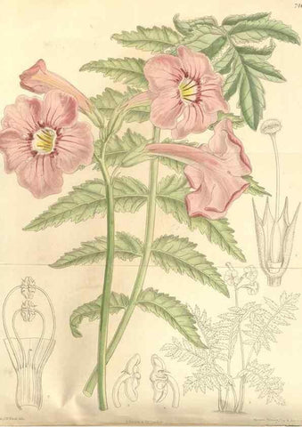 Reproducción/Reproduction 35399025126: Curtis's botanical magazine.. London ; New York [etc.] :Academic Press [etc.]