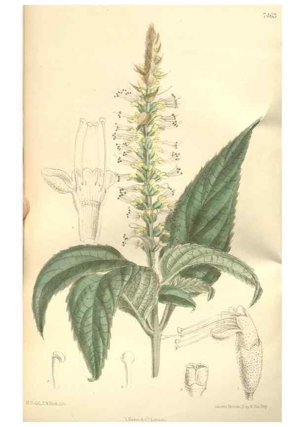 Reproducción/Reproduction 35051675480: Curtis's botanical magazine.. London ; New York [etc.] :Academic Press [etc.]