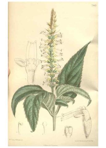 Reproducción/Reproduction 35051675480: Curtis's botanical magazine.. London ; New York [etc.] :Academic Press [etc.]