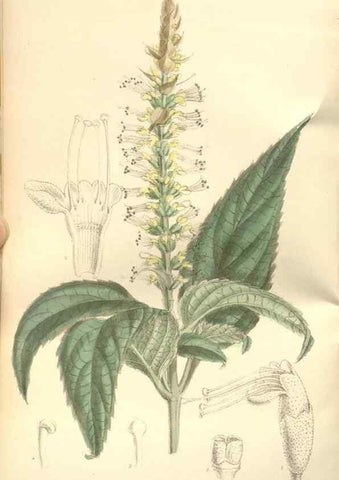 Reproducción/Reproduction 35051675480: Curtis's botanical magazine.. London ; New York [etc.] :Academic Press [etc.]