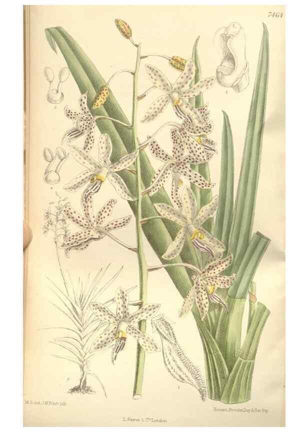 Reproducción/Reproduction 35309038381: Curtis's botanical magazine.. London ; New York [etc.] :Academic Press [etc.]