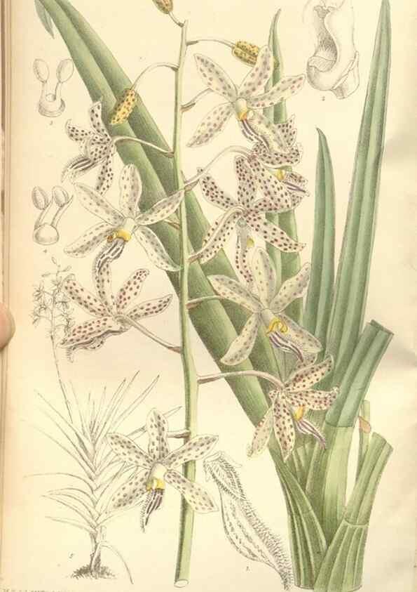 Reproducción/Reproduction 35309038381: Curtis's botanical magazine.. London ; New York [etc.] :Academic Press [etc.]