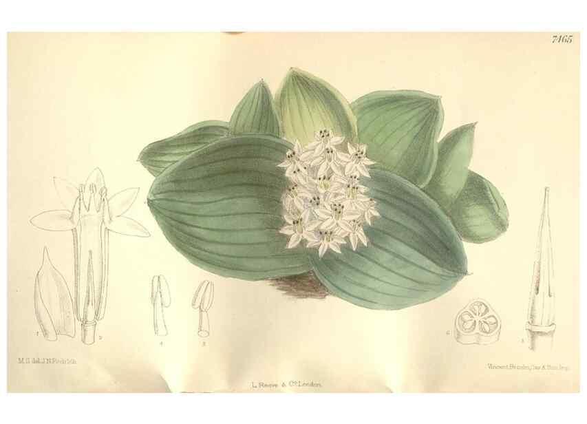 Reproducción/Reproduction 35272173072: Curtis's botanical magazine.. London ; New York [etc.] :Academic Press [etc.]