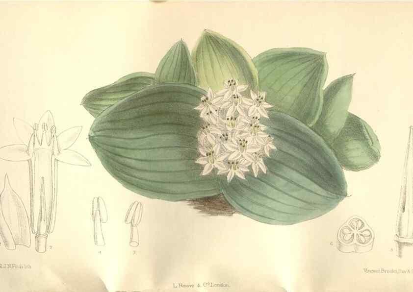 Reproducción/Reproduction 35272173072: Curtis's botanical magazine.. London ; New York [etc.] :Academic Press [etc.]