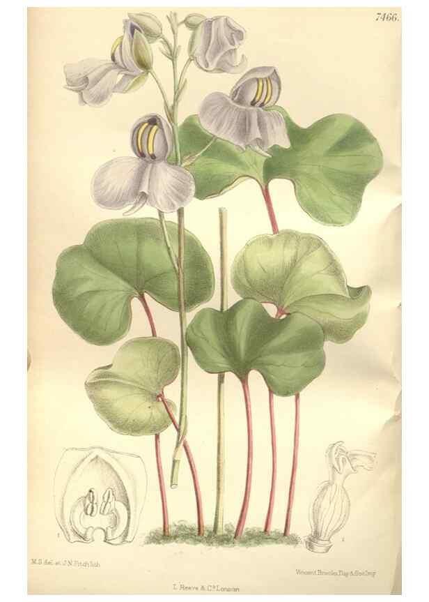 Reproducción/Reproduction 35272174582: Curtis's botanical magazine.. London ; New York [etc.] :Academic Press [etc.]