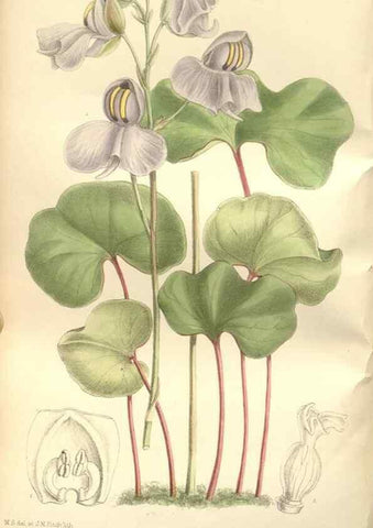 Reproducción/Reproduction 35272174582: Curtis's botanical magazine.. London ; New York [etc.] :Academic Press [etc.]