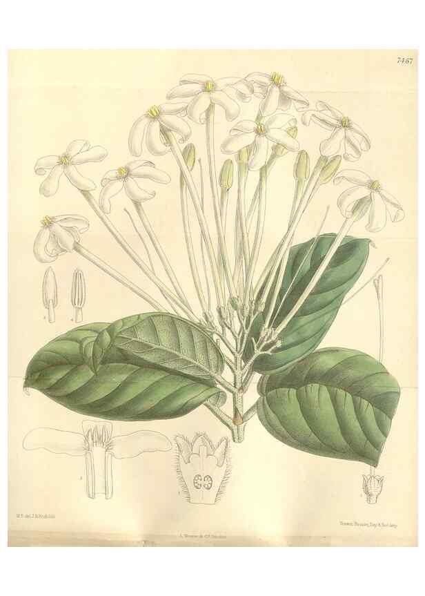 Reproducción/Reproduction 35272175772: Curtis's botanical magazine.. London ; New York [etc.] :Academic Press [etc.]