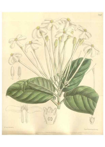 Reproducción/Reproduction 35272175772: Curtis's botanical magazine.. London ; New York [etc.] :Academic Press [etc.]