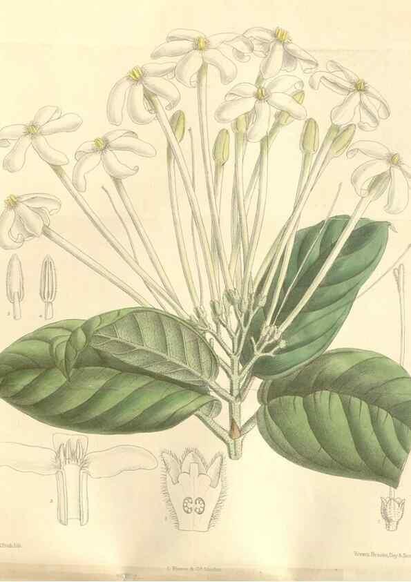 Reproducción/Reproduction 35272175772: Curtis's botanical magazine.. London ; New York [etc.] :Academic Press [etc.]