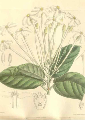 Reproducción/Reproduction 35272175772: Curtis's botanical magazine.. London ; New York [etc.] :Academic Press [etc.]