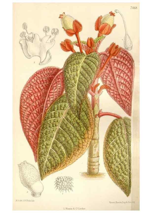 Reproducción/Reproduction 35272177672: Curtis's botanical magazine.. London ; New York [etc.] :Academic Press [etc.]