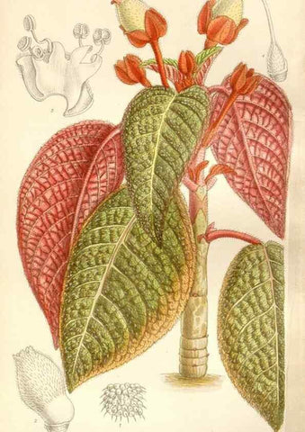 Reproducción/Reproduction 35272177672: Curtis's botanical magazine.. London ; New York [etc.] :Academic Press [etc.]