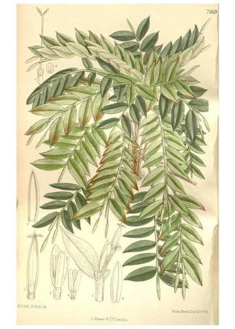 Reproducción/Reproduction 35272179892: Curtis's botanical magazine.. London ; New York [etc.] :Academic Press [etc.]