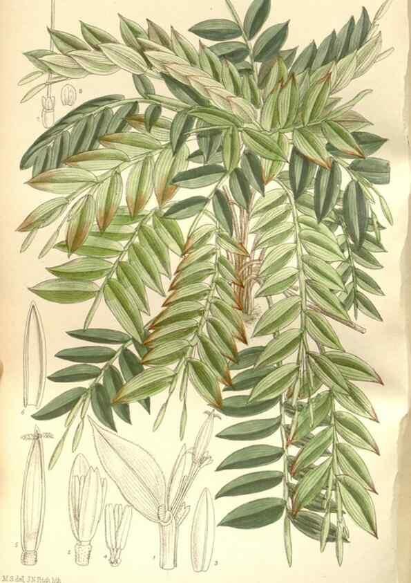 Reproducción/Reproduction 35272179892: Curtis's botanical magazine.. London ; New York [etc.] :Academic Press [etc.]