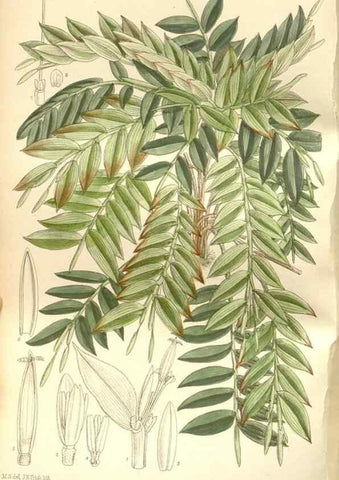 Reproducción/Reproduction 35272179892: Curtis's botanical magazine.. London ; New York [etc.] :Academic Press [etc.]