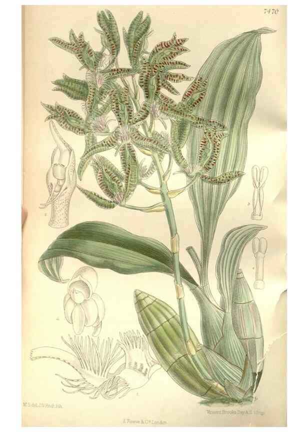 Reproducción/Reproduction 35272181512: Curtis's botanical magazine.. London ; New York [etc.] :Academic Press [etc.]