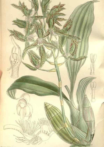Reproducción/Reproduction 35272181512: Curtis's botanical magazine.. London ; New York [etc.] :Academic Press [etc.]