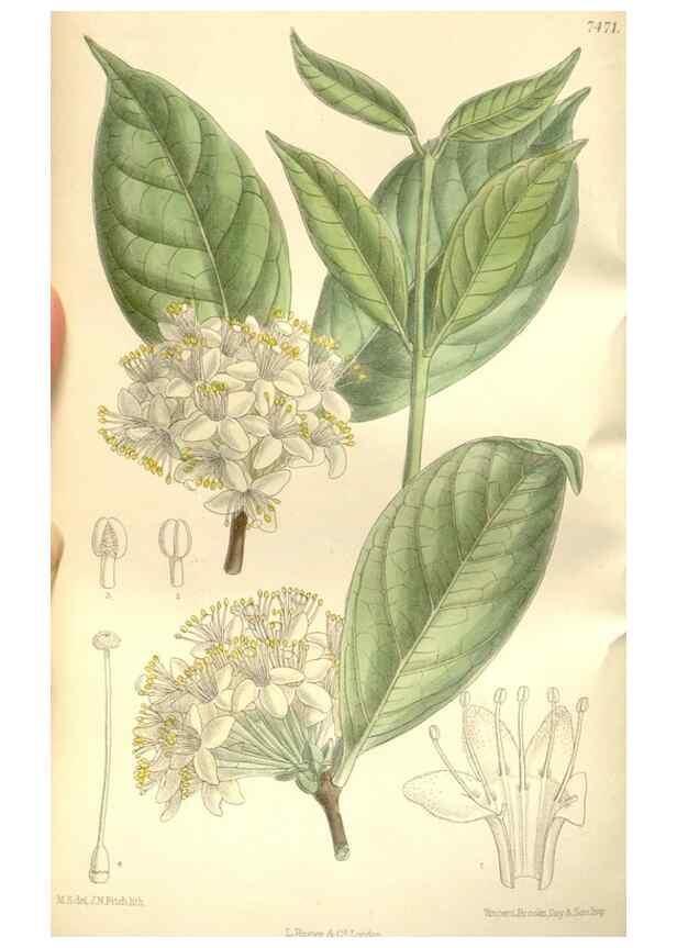 Reproducción/Reproduction 35309053481: Curtis's botanical magazine.. London ; New York [etc.] :Academic Press [etc.]