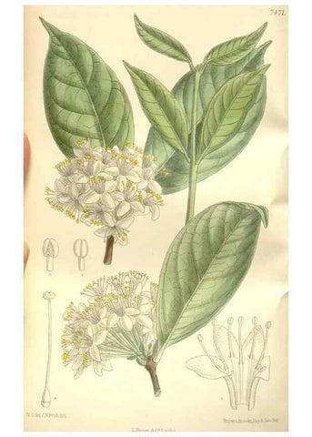 Reproducción/Reproduction 35309053481: Curtis's botanical magazine.. London ; New York [etc.] :Academic Press [etc.]