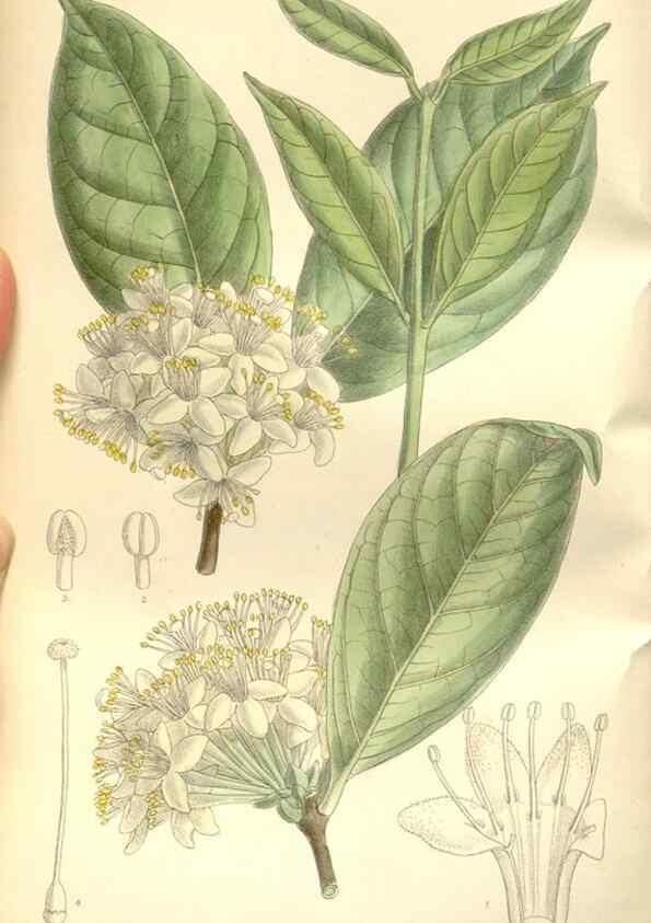Reproducción/Reproduction 35309053481: Curtis's botanical magazine.. London ; New York [etc.] :Academic Press [etc.]
