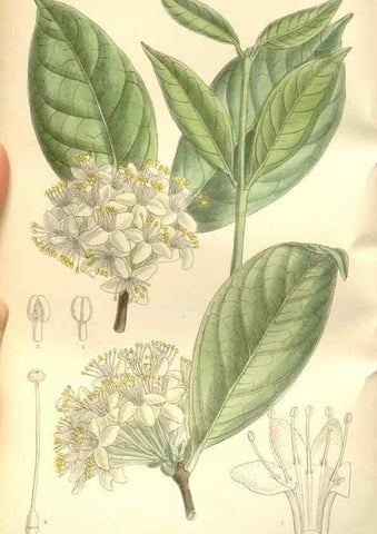 Reproducción/Reproduction 35309053481: Curtis's botanical magazine.. London ; New York [etc.] :Academic Press [etc.]