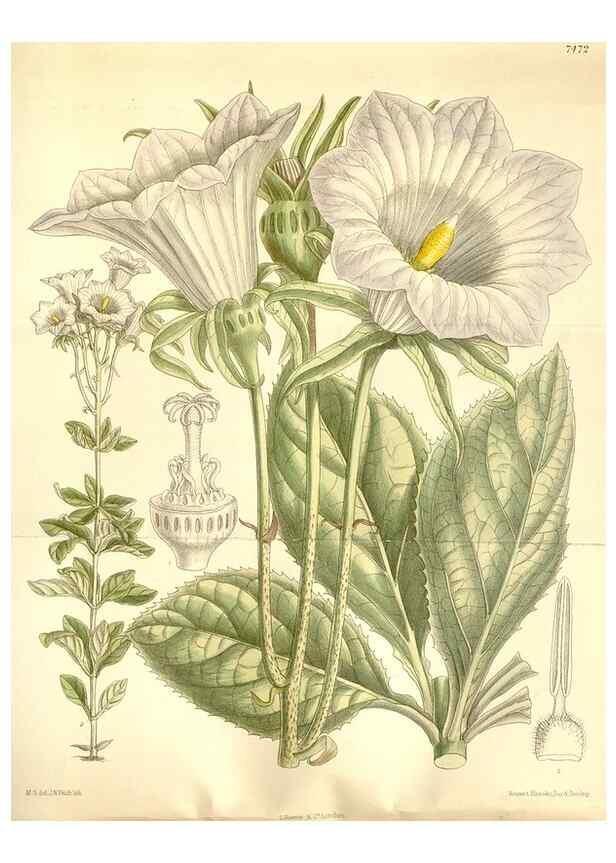 Reproducción/Reproduction 35309054721: Curtis's botanical magazine.. London ; New York [etc.] :Academic Press [etc.]
